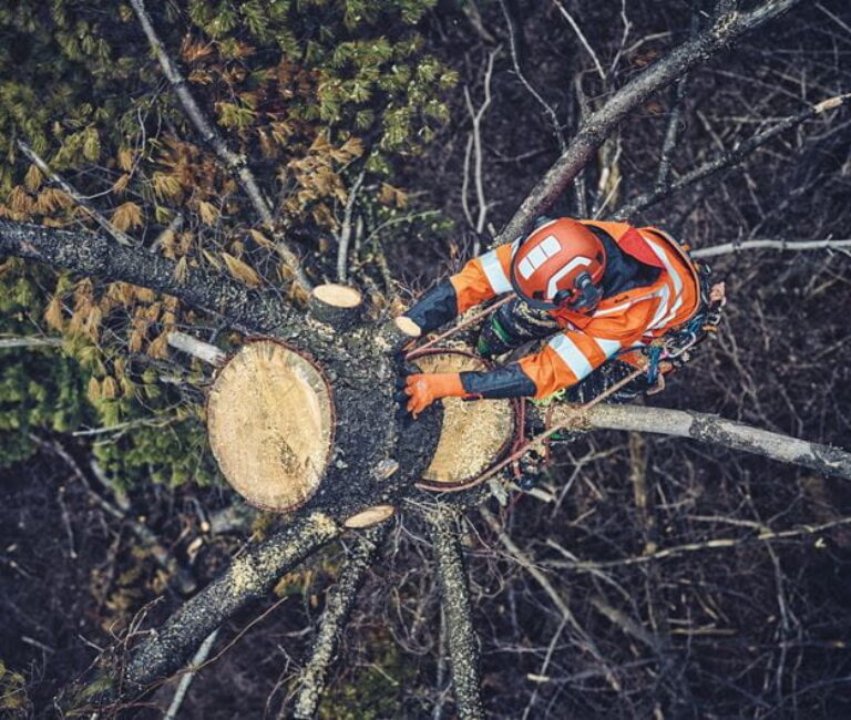 An arborist cutting down a tree from above