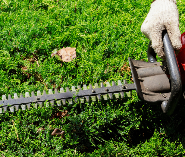 person trimming their hedge with a hedge trimmer