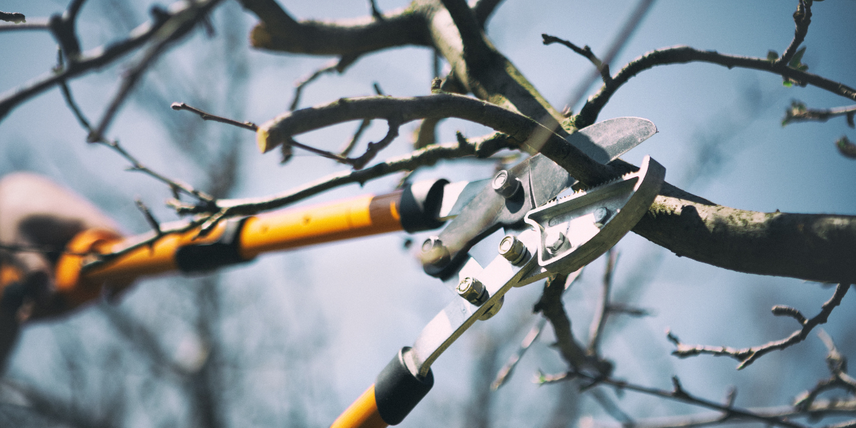 Pruning your trees and plants in the winter