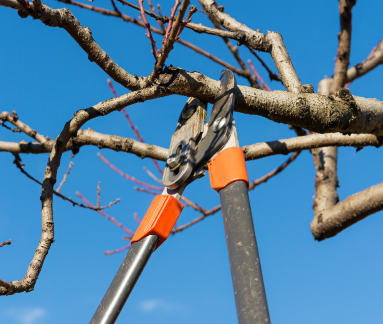 Pruning a tree during the winter