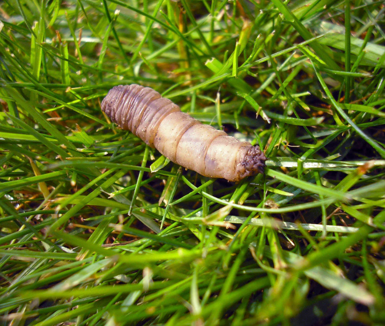 leather jacket moving across grass