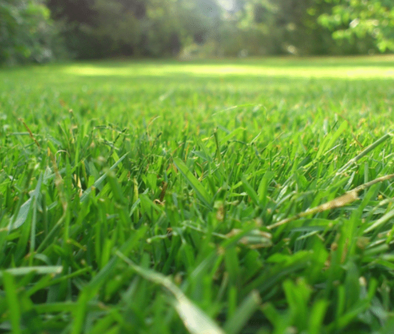 Healthy green grass pictured close up i a field