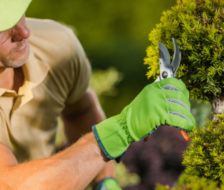 A gardener pruning a shrub