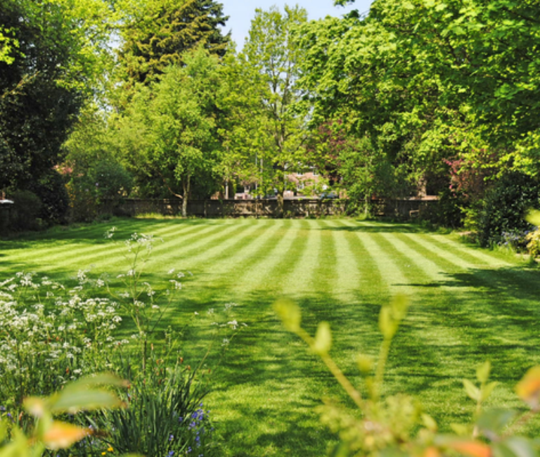 A neat lawn with stripes mowed