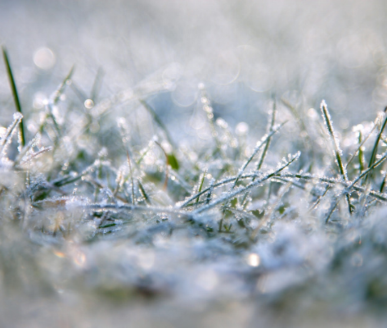 A closeup of frosty grass